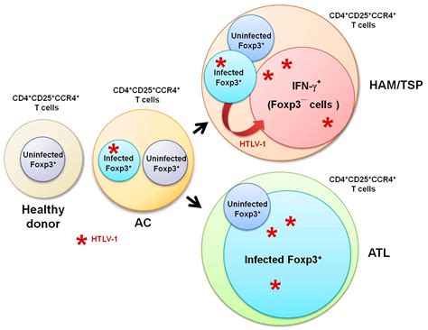 Viruses Free Full Text Human T Lymphotropic Virus Type 1 Htlv 1