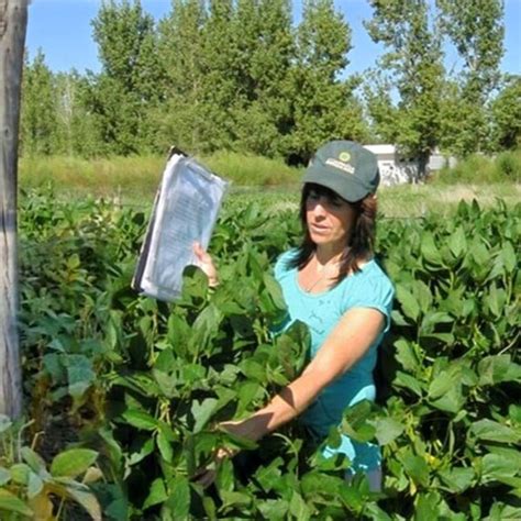 Nueva variedad de soja no transgénica con propiedades para la industria