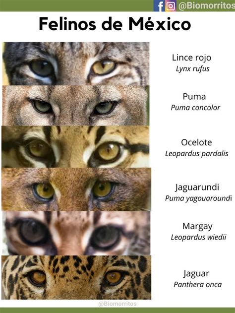 Felinos de México Panthera Lynx Rufus