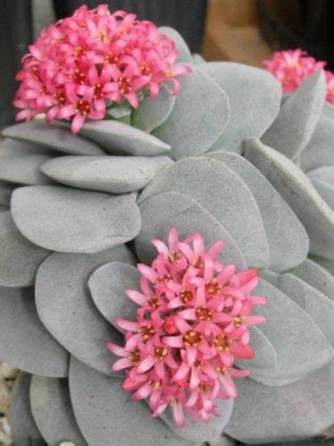 Crassula Morgan S Beauty World Of Succulents Planting Succulents