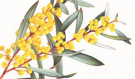 An Illustrated Guide To Australias Marvellous Wattle