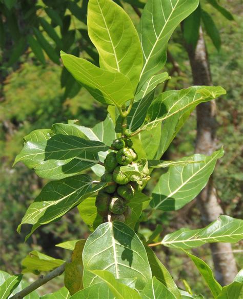 Ficus Septica Moraceae Image At Phytoimages Siu Edu