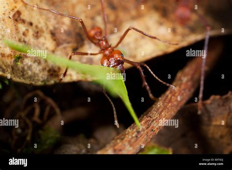 Hormigas Cargando Hojas Fotografías E Imágenes De Alta Resolución Alamy