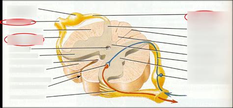 Spinal Nerve Diagram Quizlet