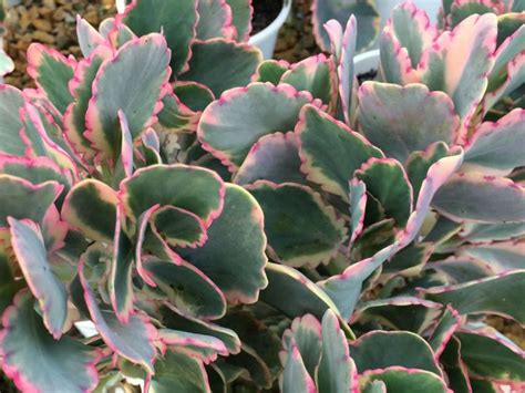 Kalanchoe Fedtschenkoi Aurora Borealis World Of Succulents