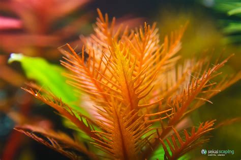 Marsh Mermaidweed Submerged And Floating Aquatic Plants Of Louisiana · Inaturalist