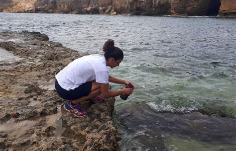 Sicilia Sul Lungomare Di Palermo E A Isola Delle Femmine Torna L Alga