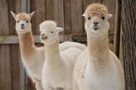 Alpaca – Utica Zoo