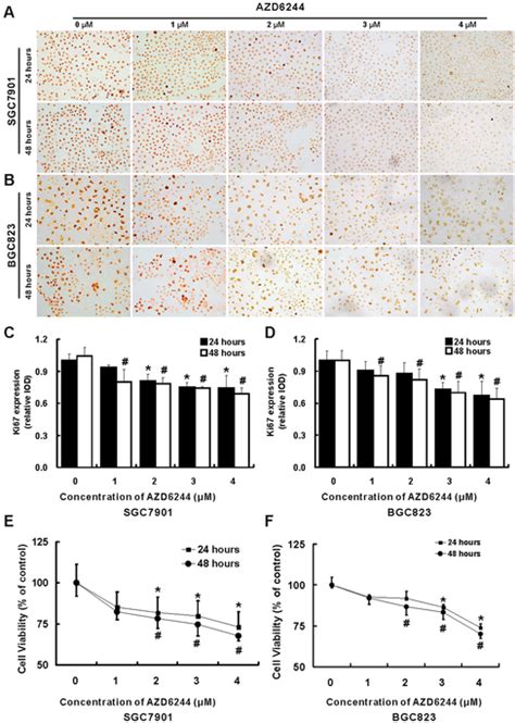 AZD6244 Inhibits Proliferation Of Gastric Cancer Cells The