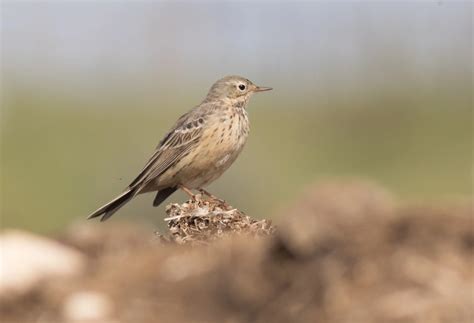 Details Siberian Pipit Birdguides