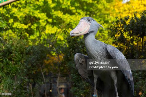 Shoebill High-Res Stock Photo - Getty Images