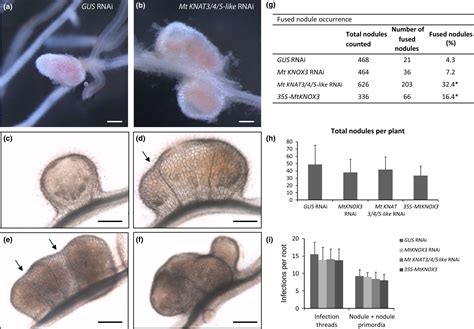 Knat Like Class Knox Transcription Factors Are Involved In