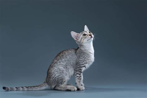 Egyptian Mau Cats Best