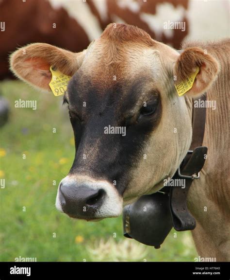 Brown Swiss Cow Stock Photo - Alamy