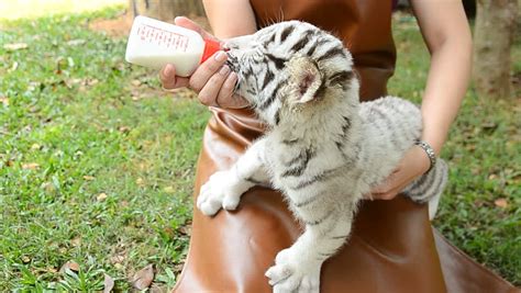 zookeeper take care feeding baby white Stock Footage Video (100% ...