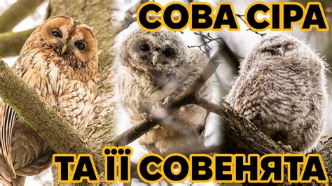 Мама Сова сіра та її совенята. Моменти з життя нічного хижака. До дня ...