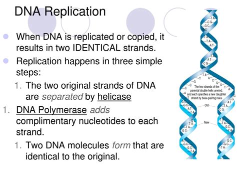 Ppt Introduction To Dna Powerpoint Presentation Free Download Id