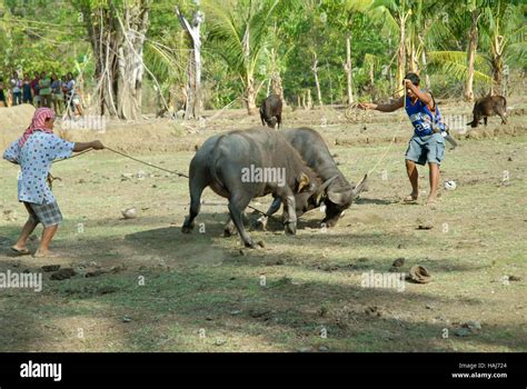 Two Carabao Fighting On Rice Field Philippines Stock Photo Alamy