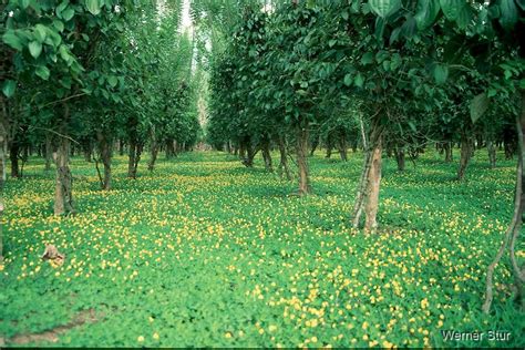 Arachis Pintoi Tropical Forages