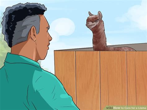 4 Ways to Care for a Llama - wikiHow