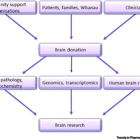 Human Brain-Based Neuroscience Research. Schematic diagram showing the ...