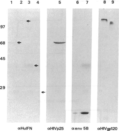 Western Blot Analysis Of Fusion Proteins Expressed By Rvv Tk 143 Cells