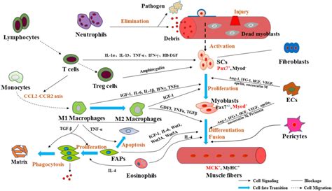 Multiple Cell Types Contribute To Skeletal Muscle Regeneration Scs