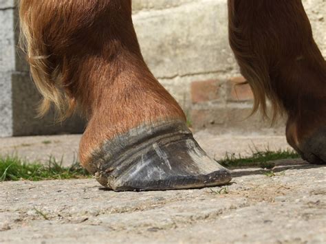 Laminitis