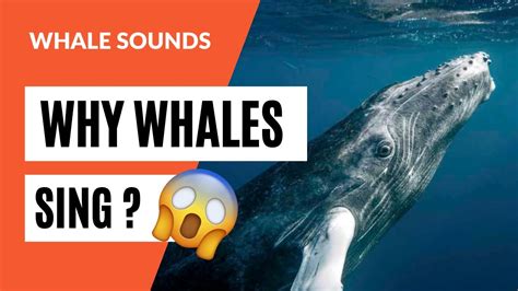 Why Do Whales Sing Why Do Whales Make Sounds Whales Sounds Recorded