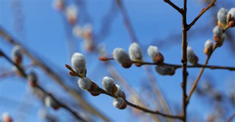 Gedanken Zum Palmsonntag Hosanna Dem Sohn Davids