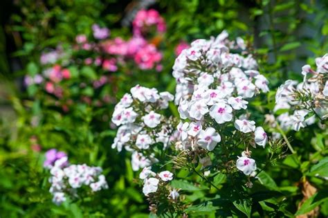 Phlox Inflorescencias De Phlox Blanco Flores De Jard N En El Macizo De