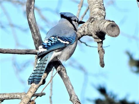 Le Festi Oiseaux De Retour Au Bioparc Cieu Fm La Radio De