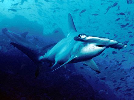 Scalloped hammerhead - Wikipedia