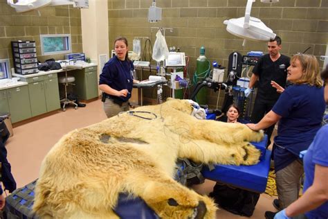 The Worlds Oldest Male Polar Bear Died In A Tacoma Zoo Yesterday News