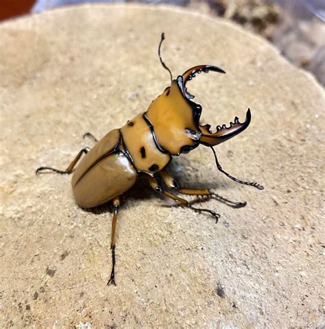 Homoderus Mellyi Crab Stag Beetle James Beetle Farm