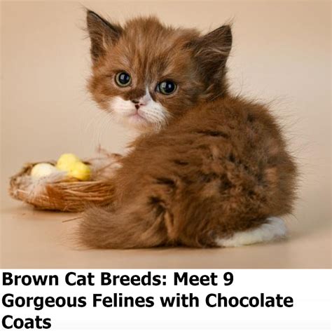 Brown Cat Breeds Meet 9 Gorgeous Felines With Chocolate Coats