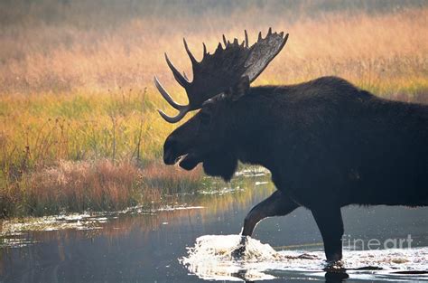 Moose Grunt Photograph by Deanna Cagle - Fine Art America