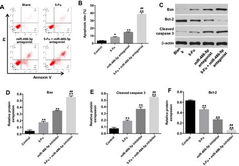 Knockdown Of Mir P Enhanced Fu Induced Apoptotic Rate In Panc