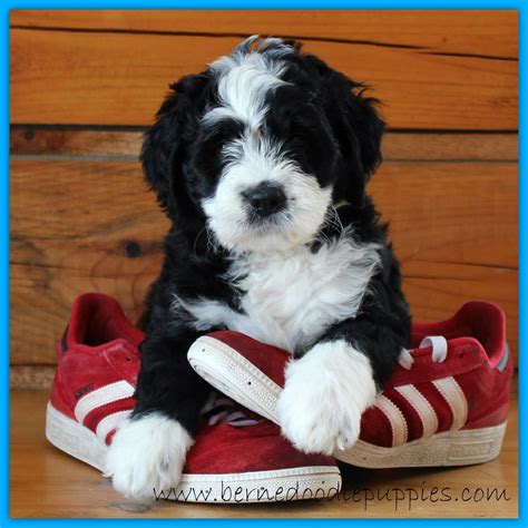 Bernese Mountain Doodles January 2014 Bernedoodle Puppy