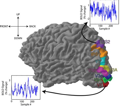 Signals Measured By Fmri Are Time Series Illustrated From Areas In The