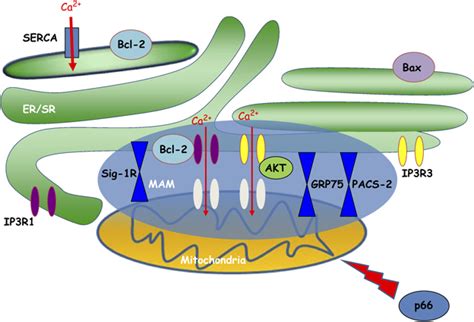 Mitochondria Associated Membrane Mam Machinery In Cell Survival And