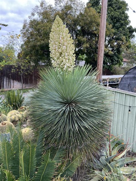 Yucca Linearifolia The Ruth Bancroft Garden Nursery