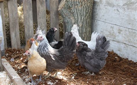 Chickens Breeds Archives Meyer Hatchery Blog