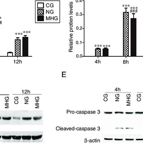 Effects Of Mild Hypothermia On The Protein Expression Of Cyt C And