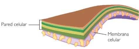 Funci N Y Estructuras De Las C Lulas La Pared Celular