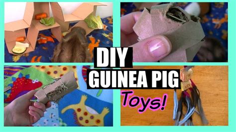 Diy Guinea Pig Toys Youtube / Little Adventures Youtube - They love to ...