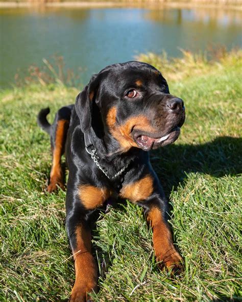I took Athena out for a Fall photo shoot with the @fujifilmx_us X100VI