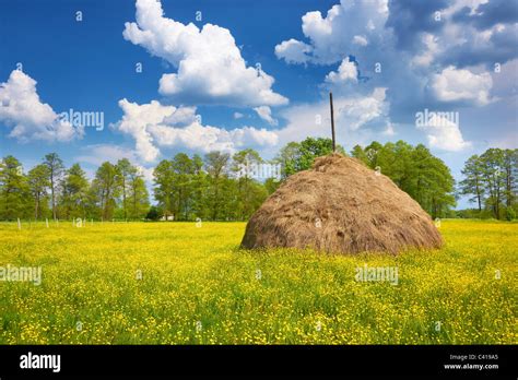 Poland national flower hi-res stock photography and images - Alamy