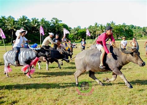 karera ng kalabaw sa quezon umariba pilipino star ngayon