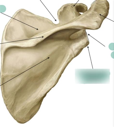 Anat Quiz Diagram Quizlet